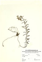 藏品(抱莖籟蕭)的圖片
